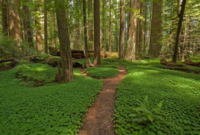 Read more about the article Humboldt Redwoods State Park